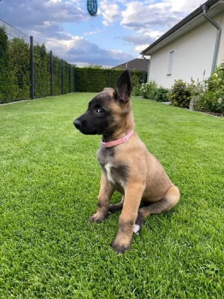 cuccioli pastore belga malinois maschio e femmina | Foto 0