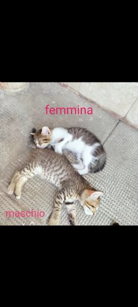 adozione gattini 