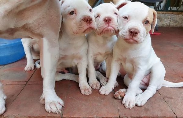 ultimi cuccioli di bulldog 1maschio e 3femmine sverminati e vaccinati con pedigree 