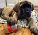 cuccioli di mastino inglese pronti per le nuove case