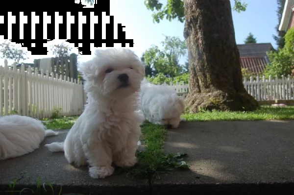 tre  cagnolino bianco di maltese toy italiano | Foto 1