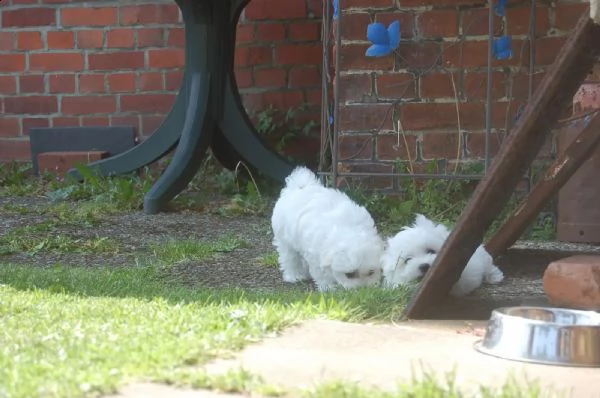 tre  cagnolino bianco di maltese toy italiano