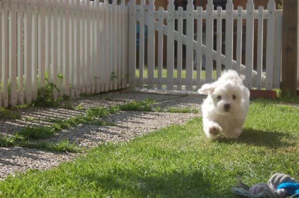 bellissimi cuccioli di maltese
