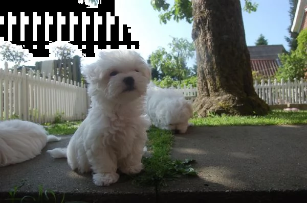 bellissimi cuccioli di maltese | Foto 1