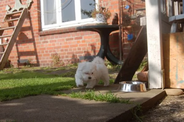 bellissimi cuccioli di maltese | Foto 0