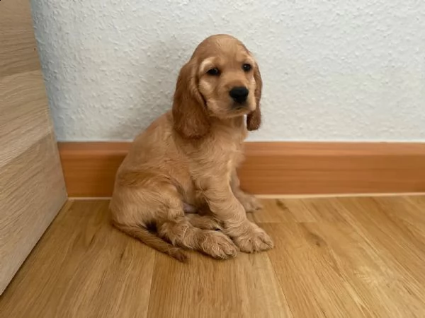 i cocker spaniel stanno cercando una casa amorevole adesso | Foto 0