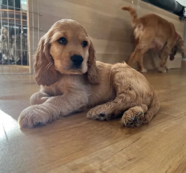 i cocker spaniel stanno cercando una casa amorevole adesso