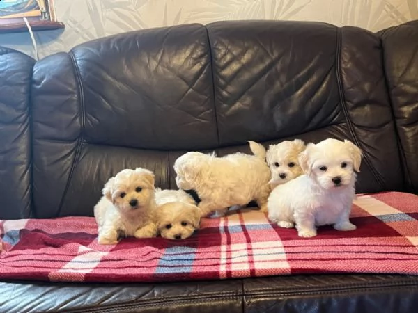 dolcissimi cuccioli maltesi di razza pura | Foto 3