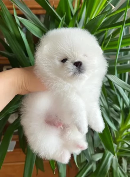 splendidi cuccioli di pomerania tipo orso | Foto 3