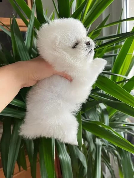 splendidi cuccioli di pomerania tipo orso | Foto 2