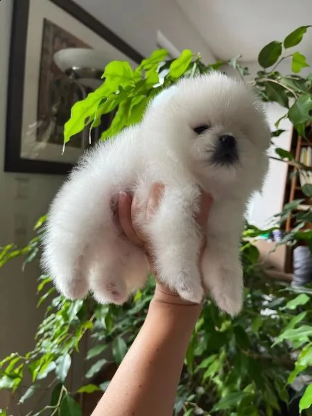 splendidi cuccioli di pomerania tipo orso | Foto 1