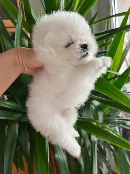 splendidi cuccioli di pomerania tipo orso | Foto 0
