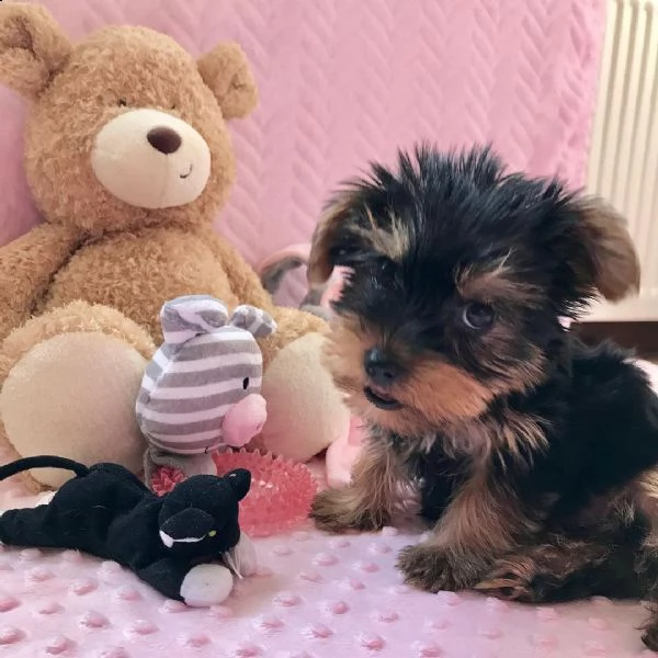 disponibile eccellente cucciolata di yorkshire toy | Foto 2