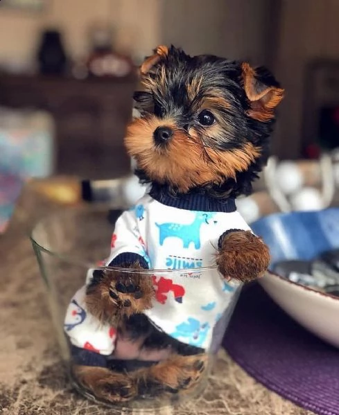 disponibile eccellente cucciolata di yorkshire toy