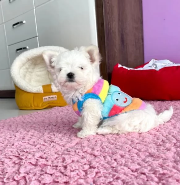 cucciola di maltese taglia piccola | Foto 6