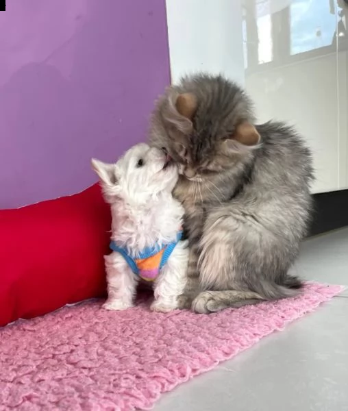 cucciola di maltese taglia piccola | Foto 3