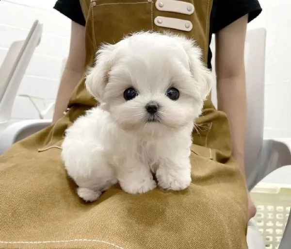 cucciola di maltese taglia piccola | Foto 2