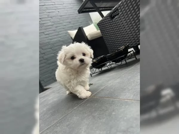 cucciola di maltese taglia piccola | Foto 1