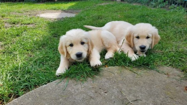 3 cuccioli di golden retriever con pedigree