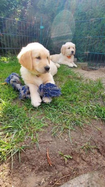 3 cuccioli di golden retriever con pedigree | Foto 2