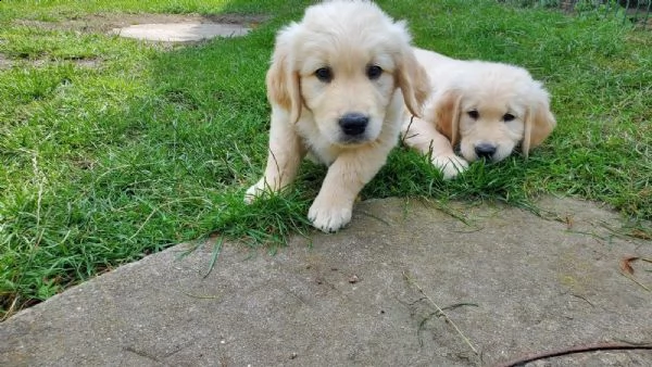 3 cuccioli di golden retriever con pedigree | Foto 1