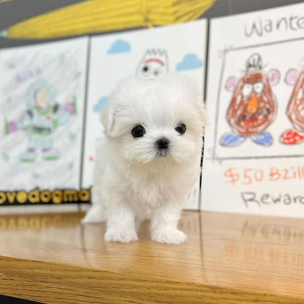 cuccioli maltesi maschio e femmina