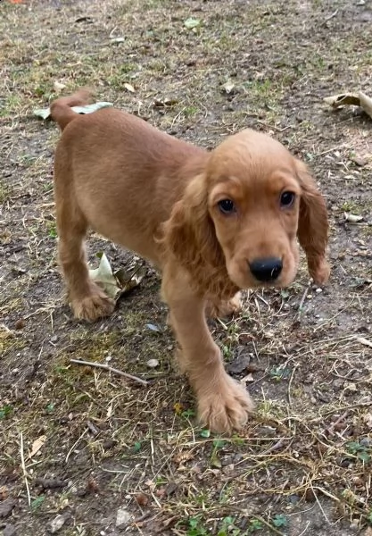 cuccioli cocker spaniel inglese pedigree enci | Foto 3