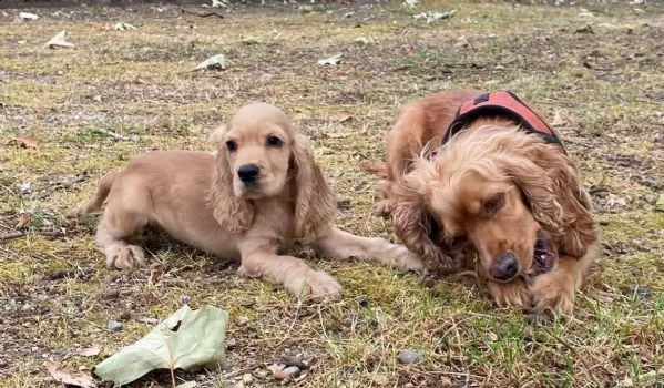 cuccioli cocker spaniel inglese pedigree enci | Foto 2