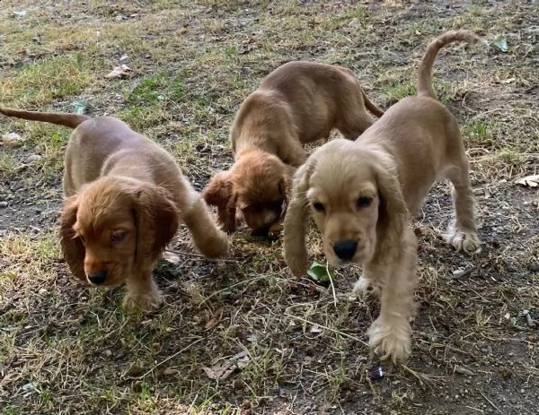 cuccioli cocker spaniel inglese pedigree enci | Foto 1