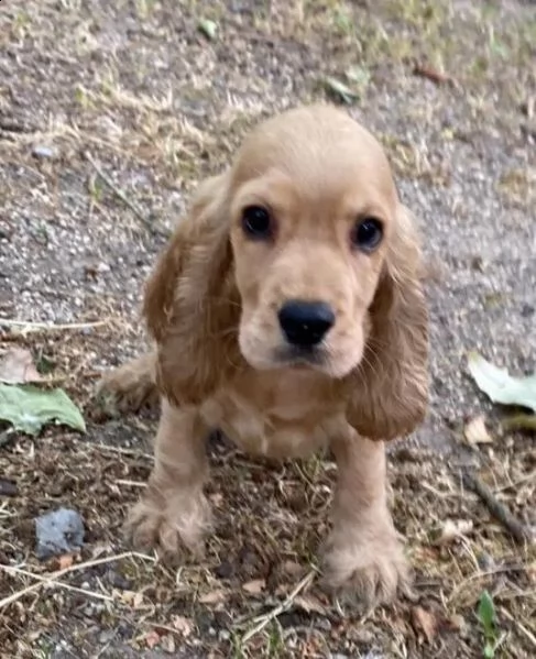 cuccioli cocker spaniel inglese pedigree enci | Foto 0