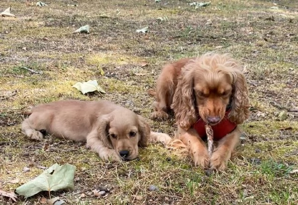 cuccioli cocker spaniel inglese pedigree enci