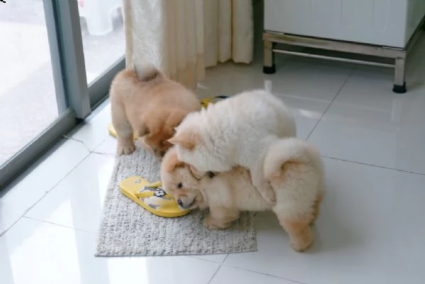 stupendi cuccioli di chow chow