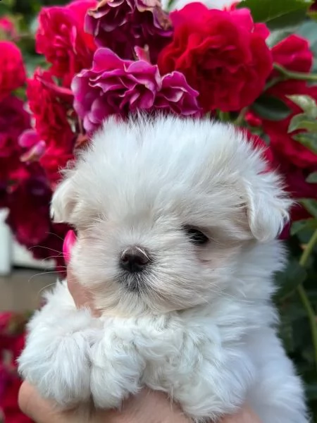 maltese e maltesi cuccioli | Foto 2