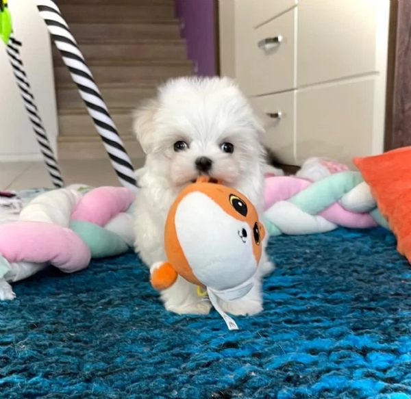 maltese e maltesi cuccioli | Foto 1