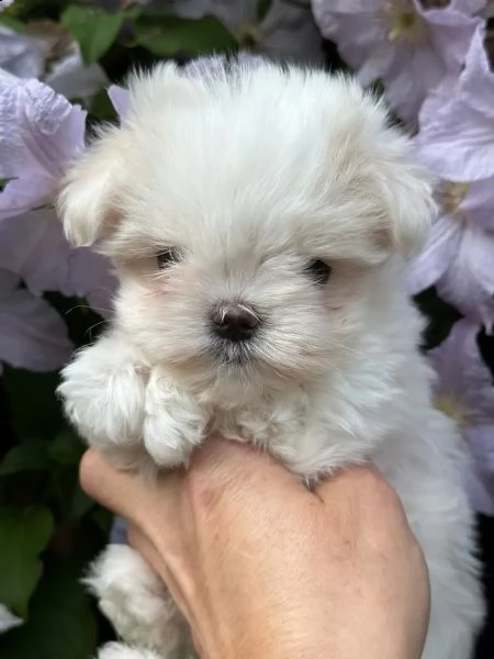 maltese e maltesi cuccioli