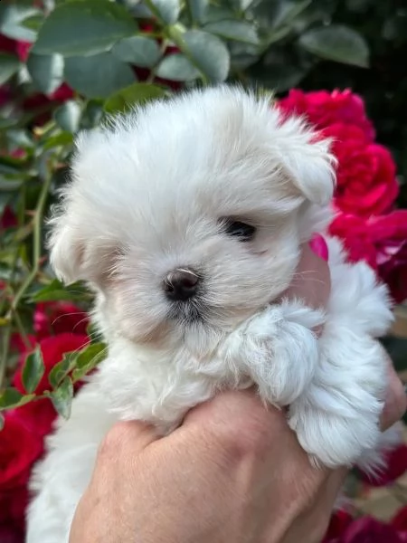 maltese e maltesi cuccioli | Foto 0