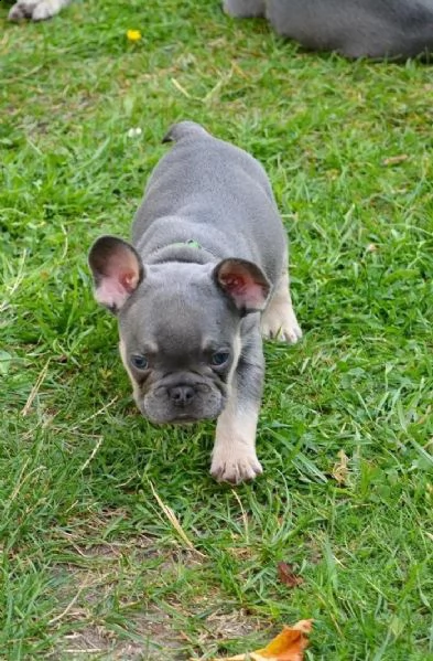 i cuccioli di bulldog francese cercano una nuova casa | Foto 4