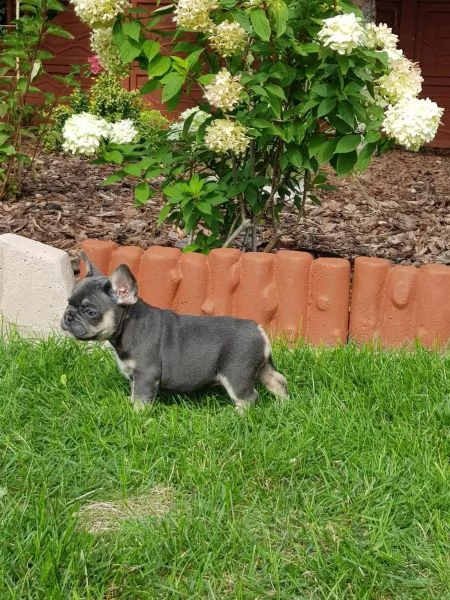 i cuccioli di bulldog francese cercano una nuova casa | Foto 3