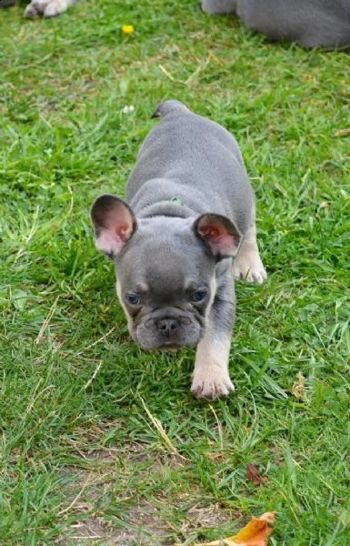 i cuccioli di bulldog francese cercano una nuova casa | Foto 2