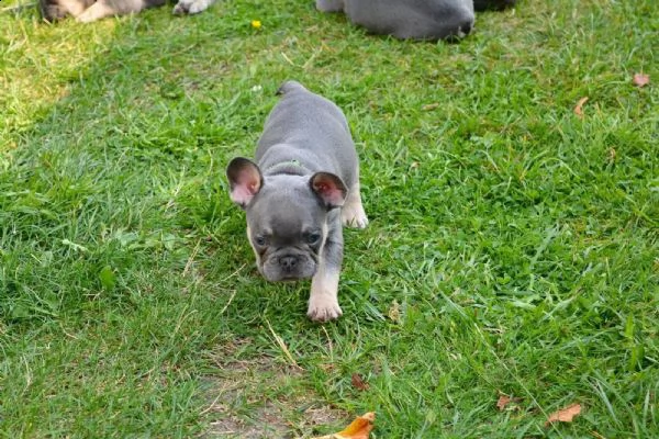 i cuccioli di bulldog francese cercano una nuova casa | Foto 1