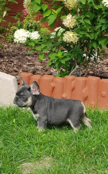 i cuccioli di bulldog francese cercano una nuova casa