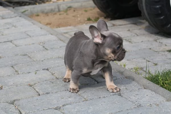i cuccioli di bulldog francese cercano una nuova casa | Foto 0