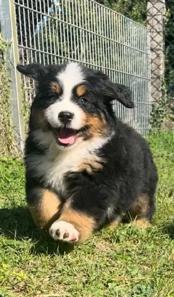 Cuccioli di Bovaro del Bernese | Foto 3
