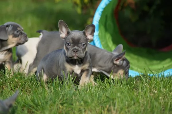Cuccioli di bulldog francese ora per una nuova casa | Foto 1