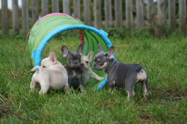Cuccioli di bulldog francese per Natale | Foto 1