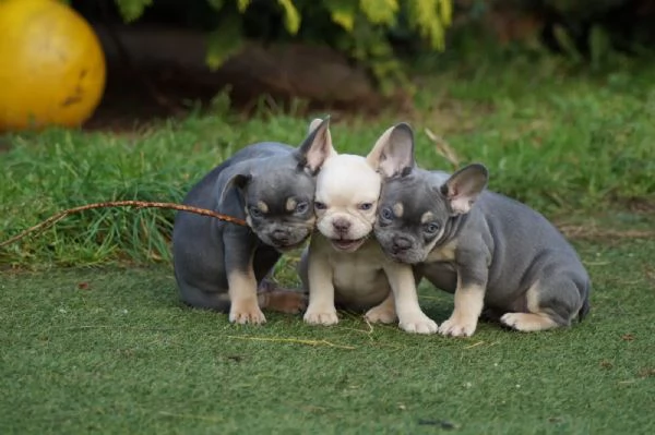 Cuccioli di Bouledogue Francese | Foto 3