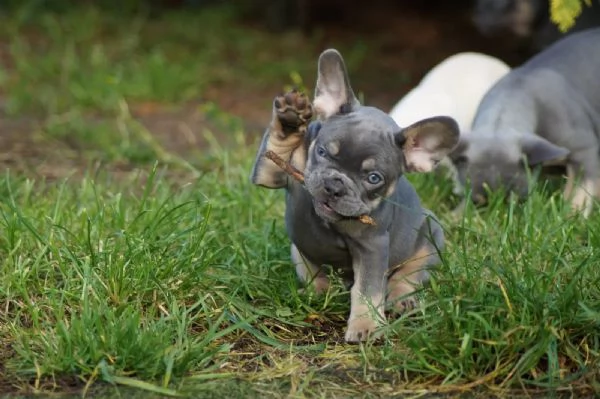 Cuccioli di Bouledogue Francese | Foto 0