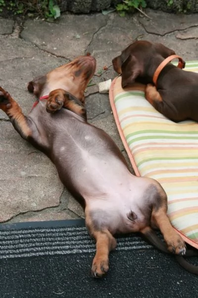 Cuccioli di bassotto per nuove famiglie