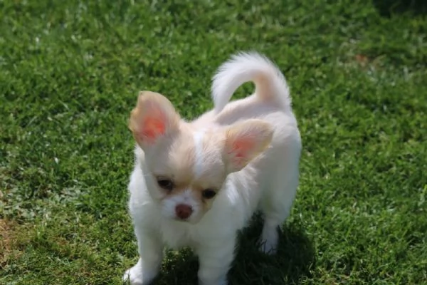 CHIHUAHUA CUCCIOLI PICCOLISSIMA