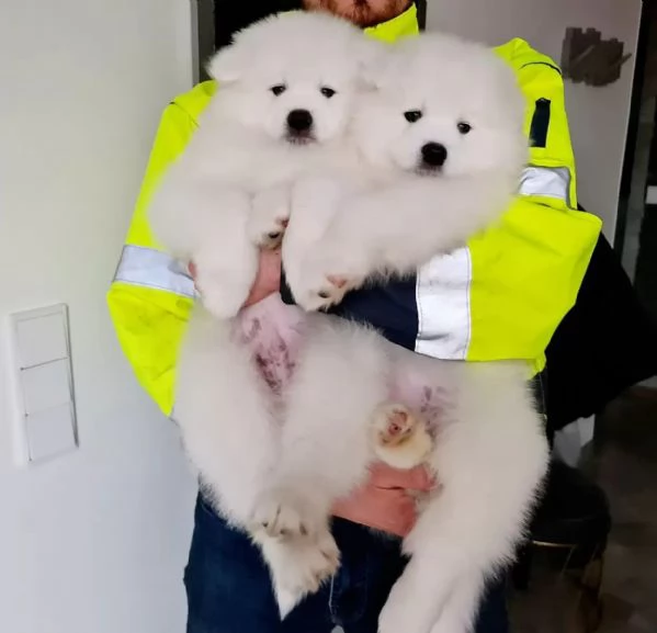 Disponibili cuccioli Samoiedo